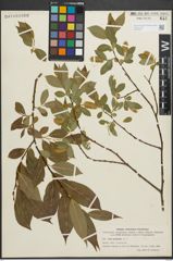 Foto von Salix pentandra L.